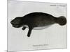 Manatee from Rio Orinoco and Amazonian Manatee (Trichechus Inunguis)-null-Mounted Premium Giclee Print