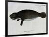 Manatee from Rio Orinoco and Amazonian Manatee (Trichechus Inunguis)-null-Framed Premium Giclee Print