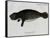 Manatee from Rio Orinoco and Amazonian Manatee (Trichechus Inunguis)-null-Framed Stretched Canvas