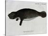 Manatee from Rio Orinoco and Amazonian Manatee (Trichechus Inunguis)-null-Stretched Canvas