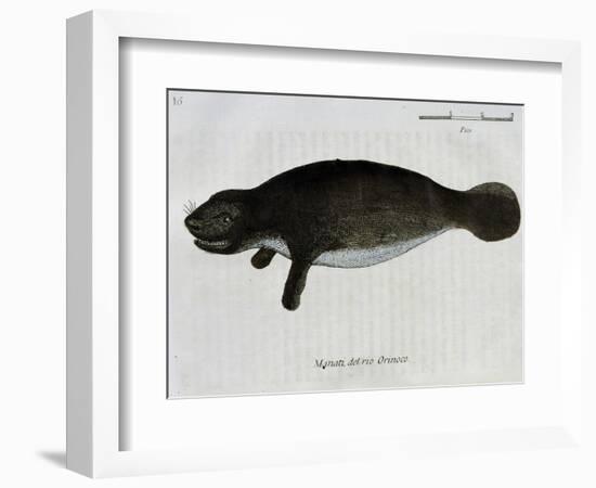 Manatee from Rio Orinoco and Amazonian Manatee (Trichechus Inunguis)-null-Framed Giclee Print