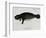 Manatee from Rio Orinoco and Amazonian Manatee (Trichechus Inunguis)-null-Framed Giclee Print