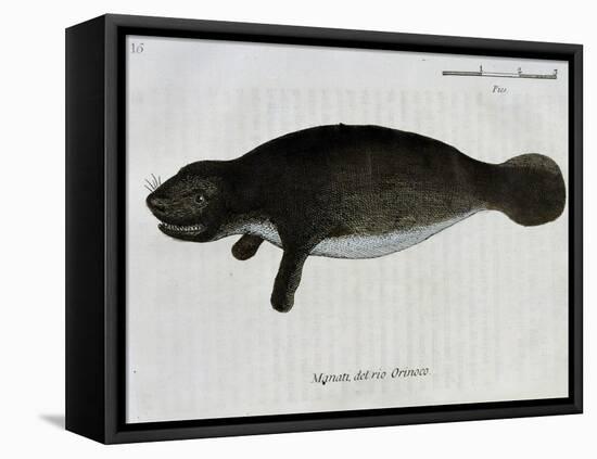 Manatee from Rio Orinoco and Amazonian Manatee (Trichechus Inunguis)-null-Framed Stretched Canvas