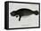 Manatee from Rio Orinoco and Amazonian Manatee (Trichechus Inunguis)-null-Framed Stretched Canvas