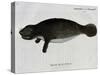 Manatee from Rio Orinoco and Amazonian Manatee (Trichechus Inunguis)-null-Stretched Canvas