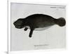 Manatee from Rio Orinoco and Amazonian Manatee (Trichechus Inunguis)-null-Framed Giclee Print