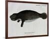 Manatee from Rio Orinoco and Amazonian Manatee (Trichechus Inunguis)-null-Framed Giclee Print