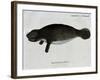 Manatee from Rio Orinoco and Amazonian Manatee (Trichechus Inunguis)-null-Framed Giclee Print