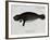 Manatee from Rio Orinoco and Amazonian Manatee (Trichechus Inunguis)-null-Framed Giclee Print