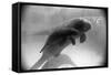 Manatee Mother and Newborn Swimming-null-Framed Stretched Canvas