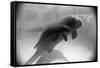 Manatee Mother and Newborn Swimming-null-Framed Stretched Canvas