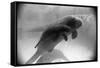 Manatee Mother and Newborn Swimming-null-Framed Stretched Canvas