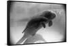 Manatee Mother and Newborn Swimming-null-Framed Stretched Canvas