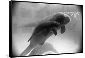 Manatee Mother and Newborn Swimming-null-Framed Stretched Canvas