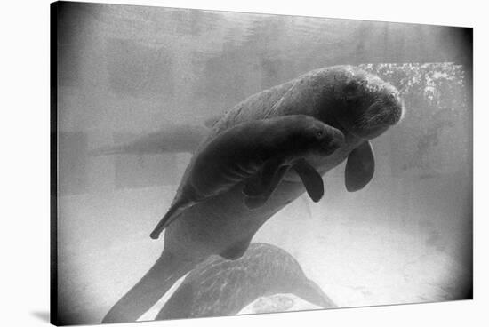 Manatee Mother and Newborn Swimming-null-Stretched Canvas