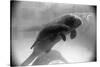 Manatee Mother and Newborn Swimming-null-Stretched Canvas