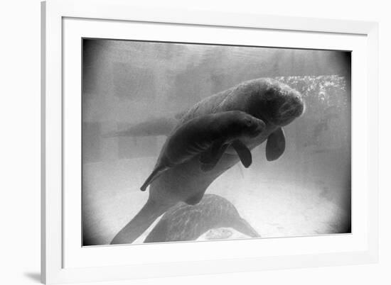 Manatee Mother and Newborn Swimming-null-Framed Photographic Print