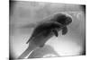 Manatee Mother and Newborn Swimming-null-Mounted Photographic Print