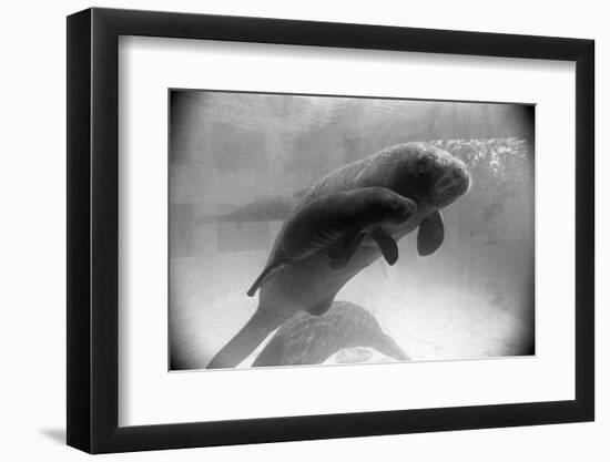 Manatee Mother and Newborn Swimming-null-Framed Photographic Print