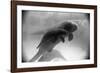 Manatee Mother and Newborn Swimming-null-Framed Photographic Print