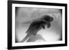 Manatee Mother and Newborn Swimming-null-Framed Photographic Print