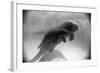 Manatee Mother and Newborn Swimming-null-Framed Photographic Print