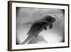 Manatee Mother and Newborn Swimming-null-Framed Photographic Print