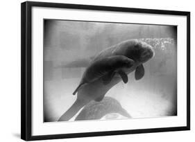 Manatee Mother and Newborn Swimming-null-Framed Photographic Print