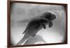 Manatee Mother and Newborn Swimming-null-Framed Photographic Print