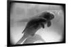 Manatee Mother and Newborn Swimming-null-Framed Photographic Print