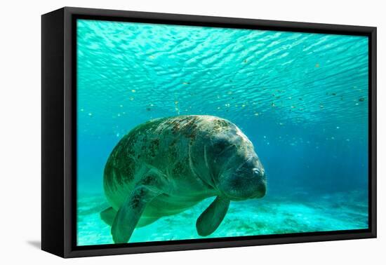 Manatee Swimming in Clear Water in Crystal River, Florida-James White-Framed Stretched Canvas