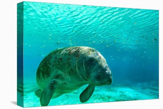 Manatee Swimming in Clear Water in Crystal River, Florida-James White-Stretched Canvas