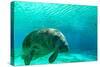 Manatee Swimming in Clear Water in Crystal River, Florida-James White-Stretched Canvas