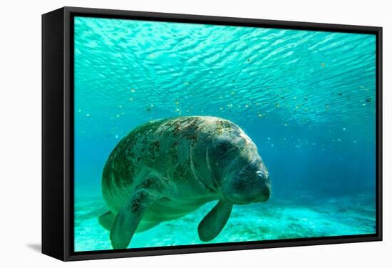 Manatee Swimming in Clear Water in Crystal River, Florida-James White-Framed Stretched Canvas