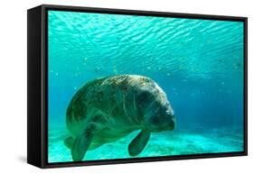 Manatee Swimming in Clear Water in Crystal River, Florida-James White-Framed Stretched Canvas