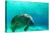 Manatee Swimming in Clear Water in Crystal River, Florida-James White-Stretched Canvas