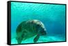 Manatee Swimming in Clear Water in Crystal River, Florida-James White-Framed Stretched Canvas