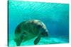 Manatee Swimming in Clear Water in Crystal River, Florida-James White-Stretched Canvas