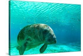 Manatee Swimming in Clear Water in Crystal River, Florida-James White-Stretched Canvas