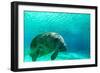 Manatee Swimming in Clear Water in Crystal River, Florida-James White-Framed Photographic Print