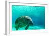 Manatee Swimming in Clear Water in Crystal River, Florida-James White-Framed Photographic Print