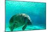 Manatee Swimming in Clear Water in Crystal River, Florida-James White-Mounted Photographic Print