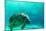 Manatee Swimming in Clear Water in Crystal River, Florida-James White-Mounted Photographic Print