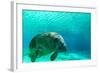 Manatee Swimming in Clear Water in Crystal River, Florida-James White-Framed Photographic Print