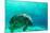 Manatee Swimming in Clear Water in Crystal River, Florida-James White-Mounted Photographic Print