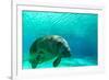 Manatee Swimming in Clear Water in Crystal River, Florida-James White-Framed Photographic Print