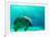 Manatee Swimming in Clear Water in Crystal River, Florida-James White-Framed Photographic Print