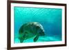 Manatee Swimming in Clear Water in Crystal River, Florida-James White-Framed Photographic Print