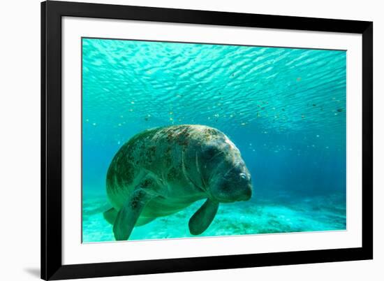 Manatee Swimming in Clear Water in Crystal River, Florida-James White-Framed Photographic Print