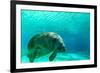 Manatee Swimming in Clear Water in Crystal River, Florida-James White-Framed Photographic Print